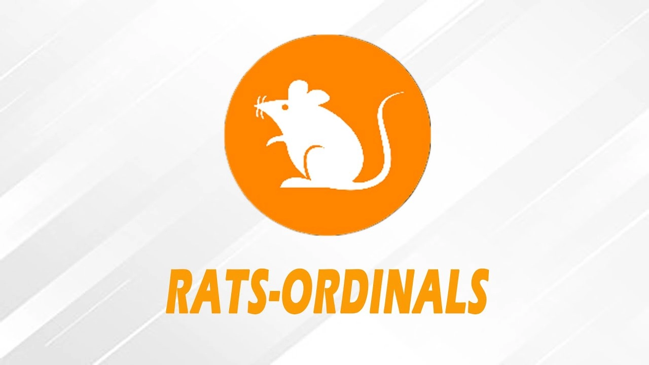 Điểm Nổi Bật của Rats Là Gì?