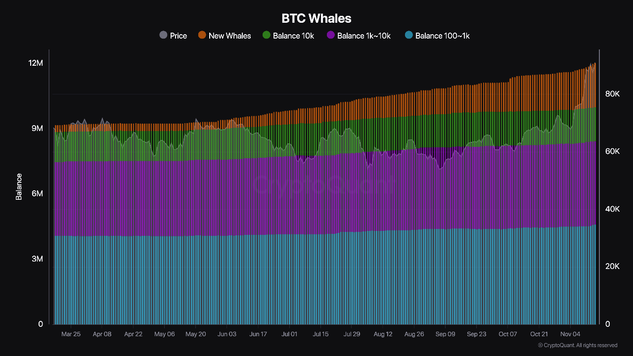 Cá voi vẫn tiếp tục tích lũy Bitcoin