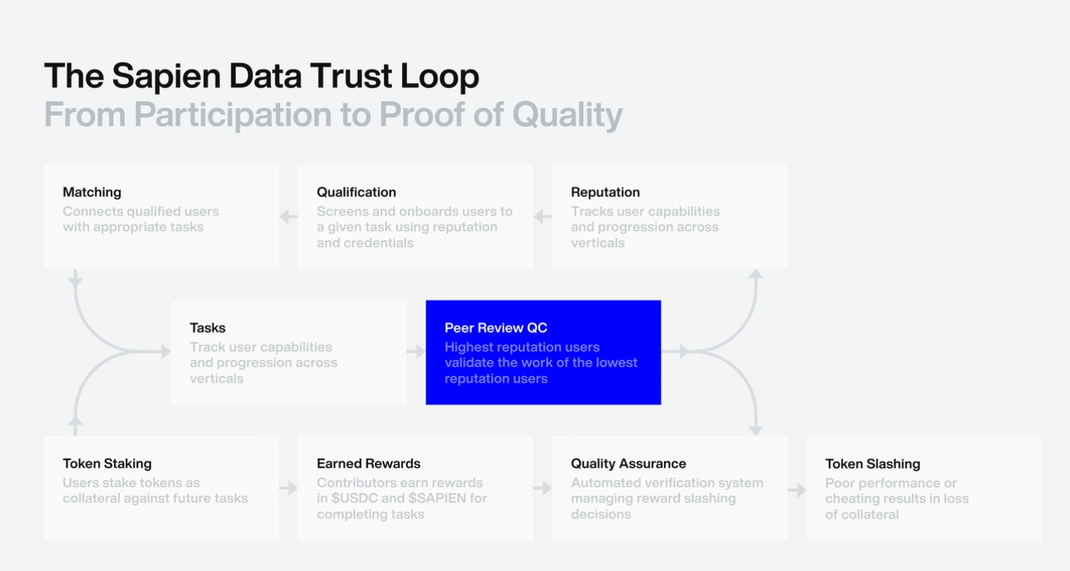 Mô hình hoạt động của Sapien
